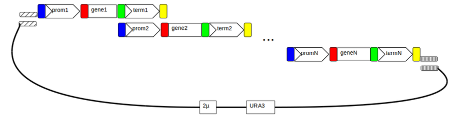 pathway with N genes